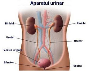infectia-urinara-joasa-necomplicata-la-femei